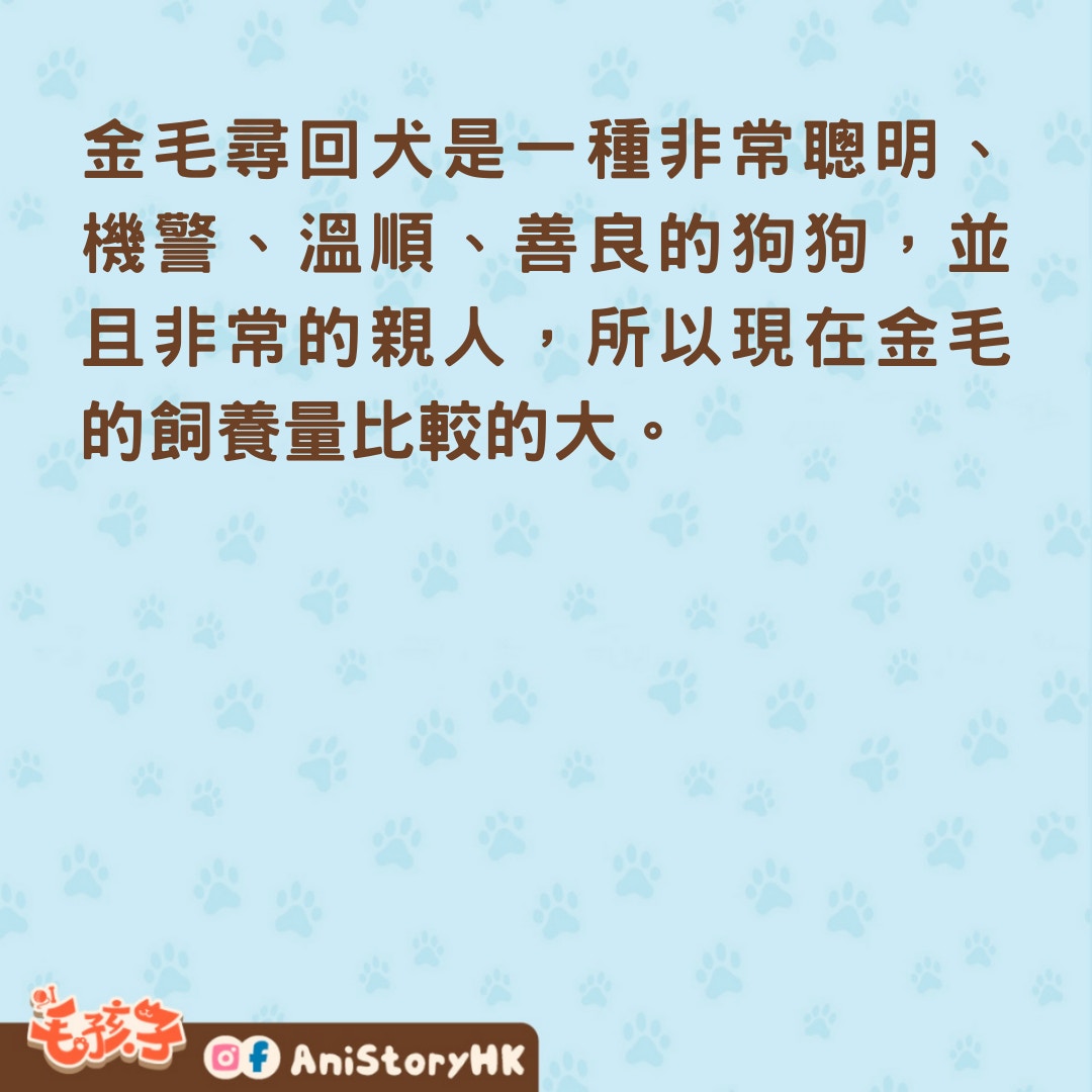 金毛尋回犬作看門狗有沒有問題？（01製圖）