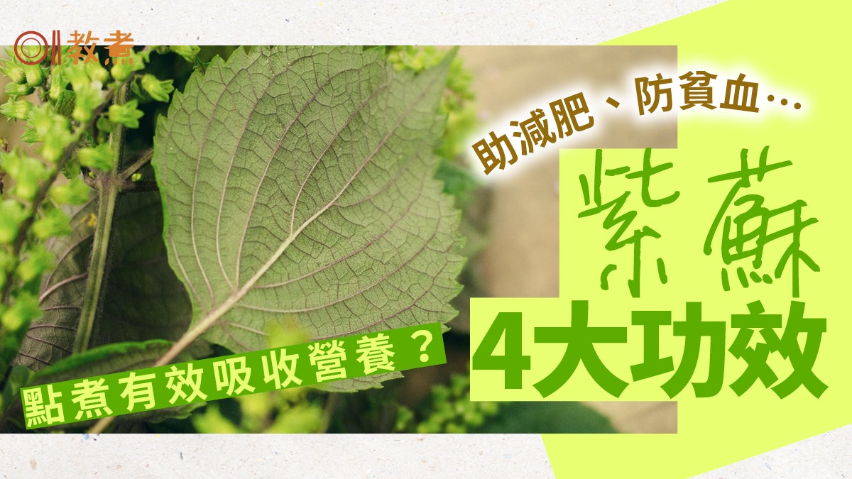 紫蘇營養 減肥防貧血4大好處3道簡單料理食譜點食最吸收 紫蘇營養 減肥防貧血4大好處3道簡單料理食譜點食最吸收