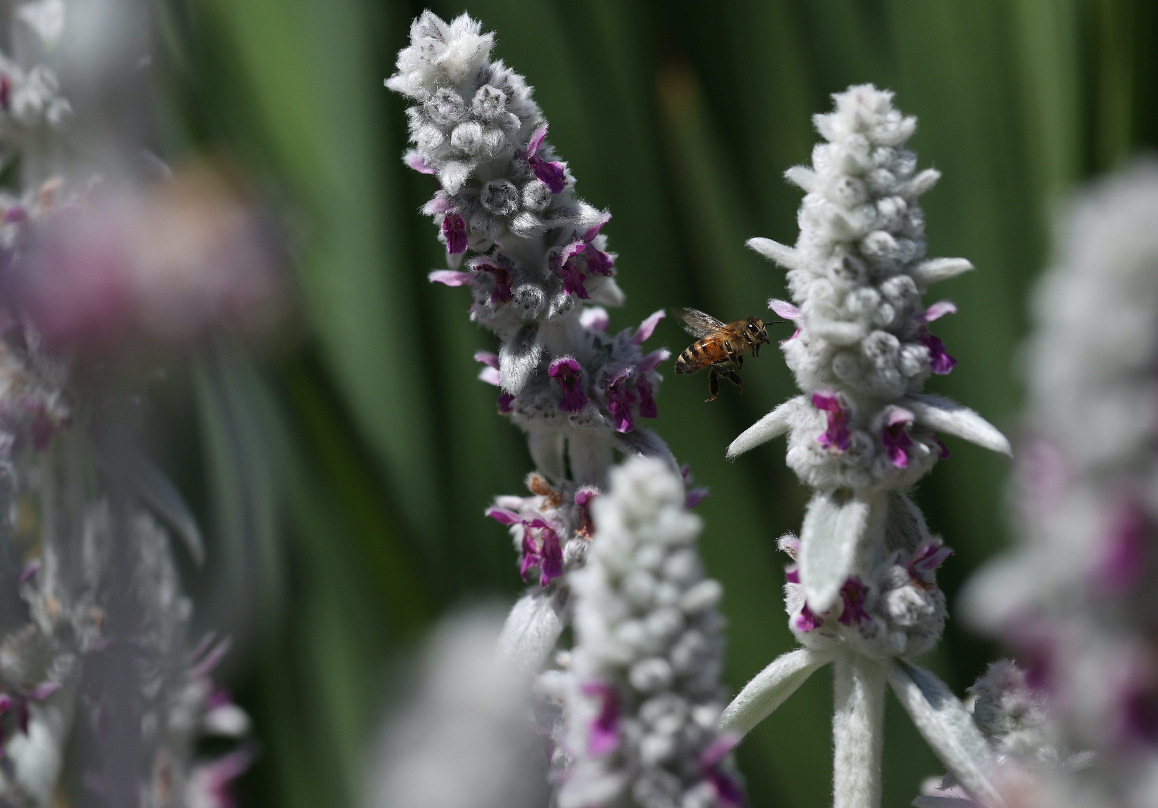 指蜂為魚 美國加州判決反轉常識熊蜂其實是一條魚 指蜂為魚 美國加州判決反轉常識熊蜂其實是一條魚