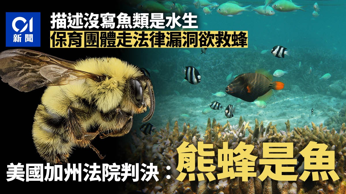 指蜂為魚 美國加州判決反轉常識熊蜂其實是一條魚