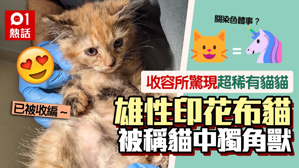 激罕貓中獨角獸!收容所驚現雄性「印花布貓」 機率僅3000分之1 激罕貓中獨角獸!收容所驚現雄性「印花布貓」 機率僅3000分之1