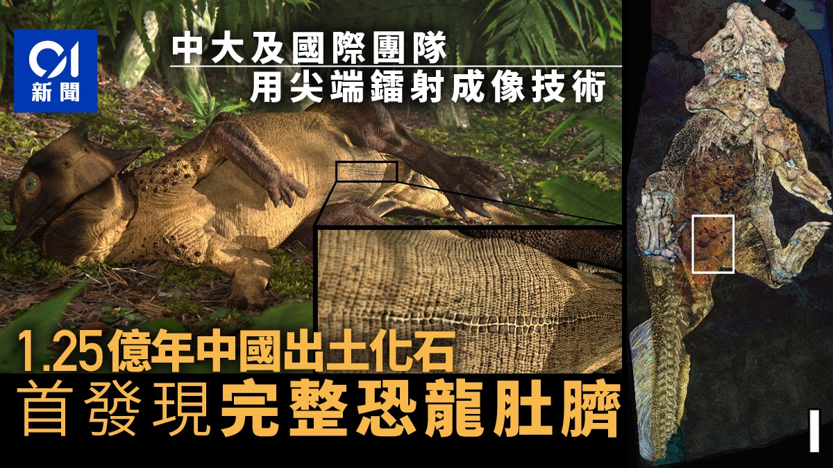 中大及國際團隊用鐳射成像技術　首在化石發現完整恐龍肚臍