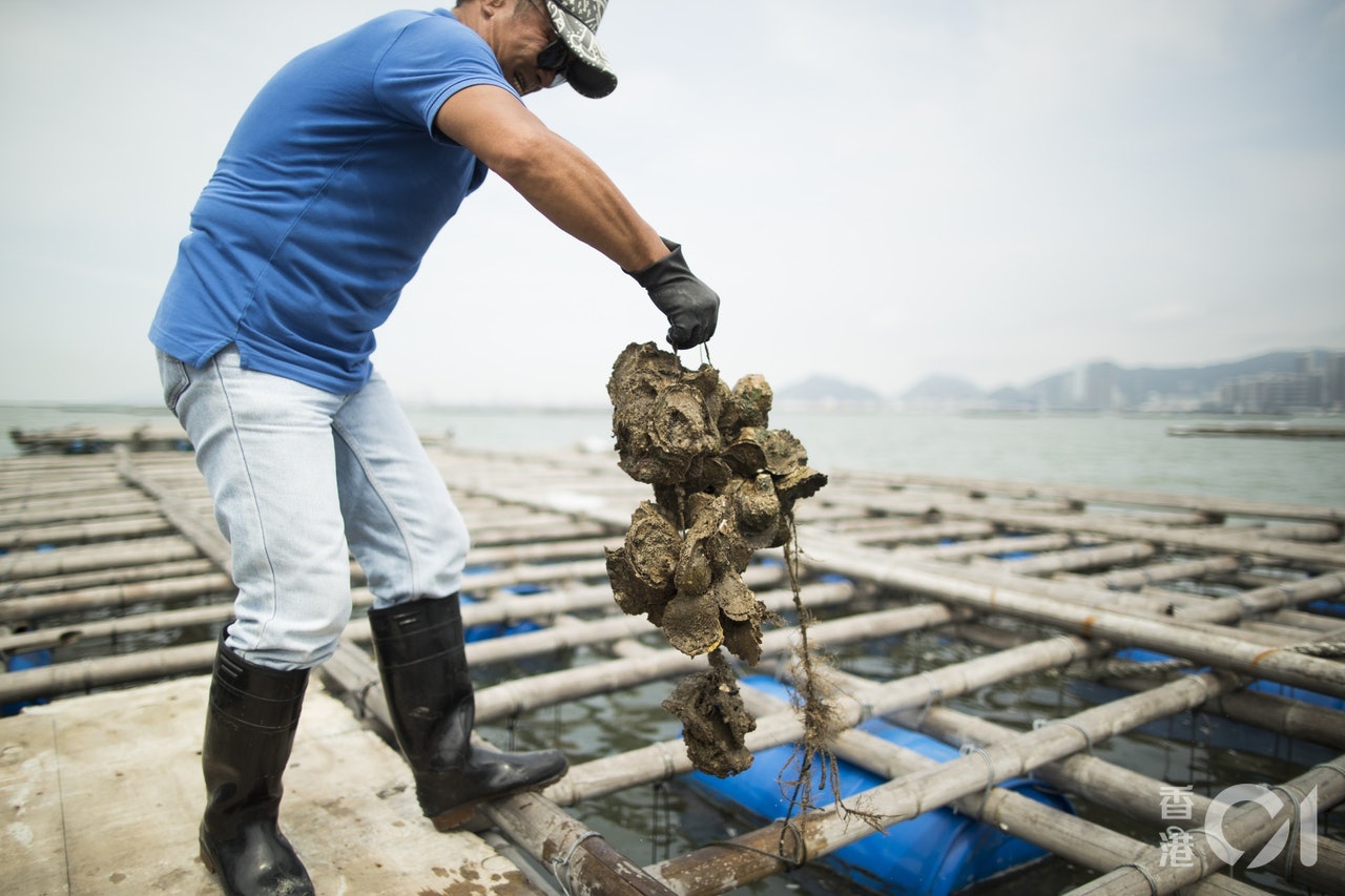 近年流浮山及后海灣周邊水域受到由氣候變化引起的溫度和鹽度季節性變化、海岸改造、環境污染及新型病原體嚴重打擊,生蠔在夏季及冬季大規模地死亡。(資料圖片 / 余俊亮攝) 近年流浮山及后海灣周邊水域受到由氣候變化引起的溫度和鹽度季節性變化、海岸改造、環境污染及新型病原體嚴重打擊,生蠔在夏季及冬季大規模地死亡。(資料圖片 / 余俊亮攝)