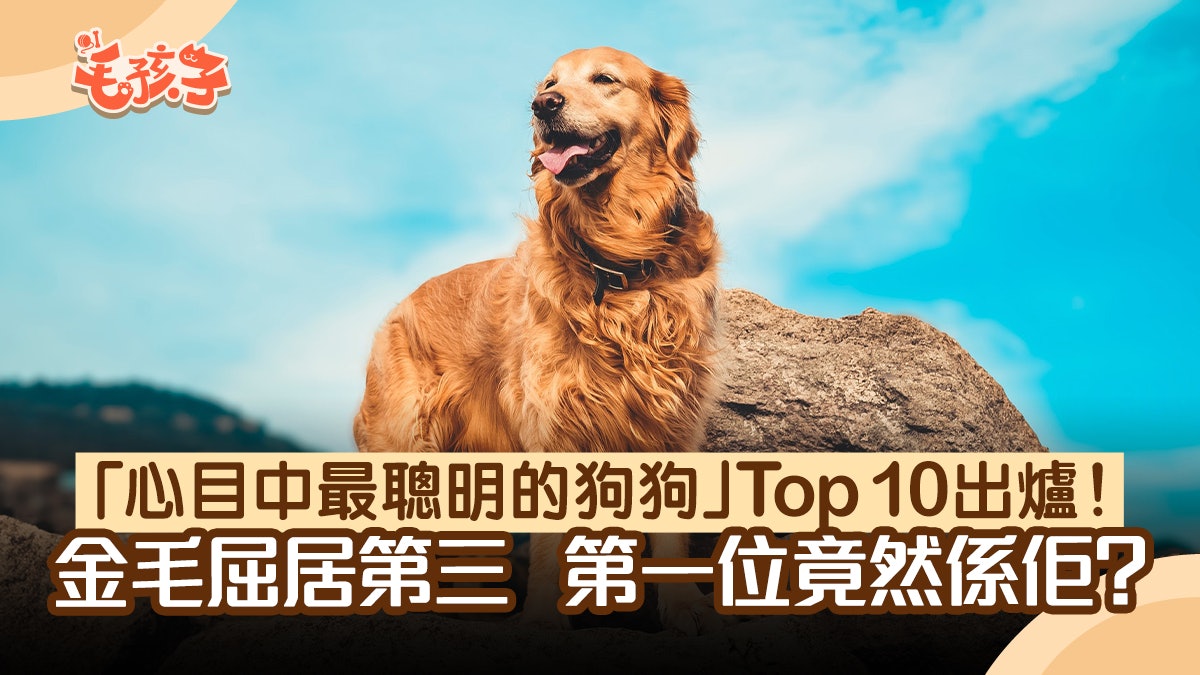 秋田犬 香港01 秋田犬 香港01