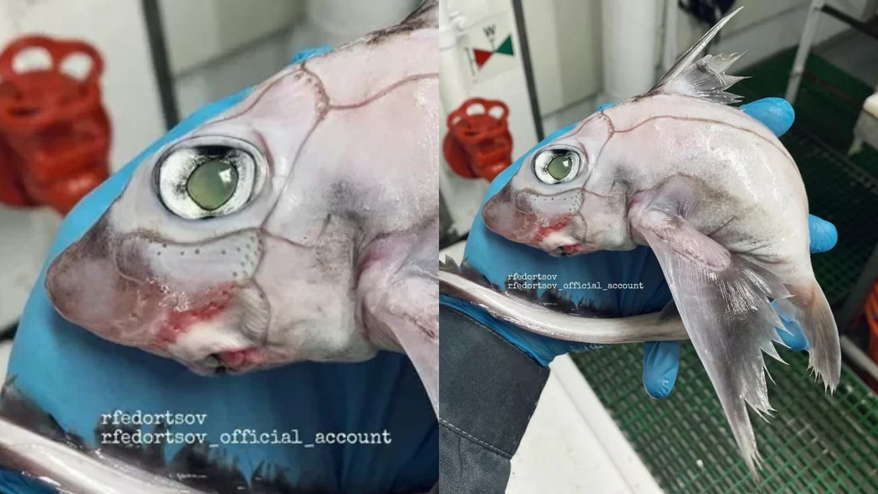 深海怪魚似「恐怖公仔」滿身縫線 真身竟是激罕活化石老過恐龍 深海怪魚似「恐怖公仔」滿身縫線 真身竟是激罕活化石老過恐龍