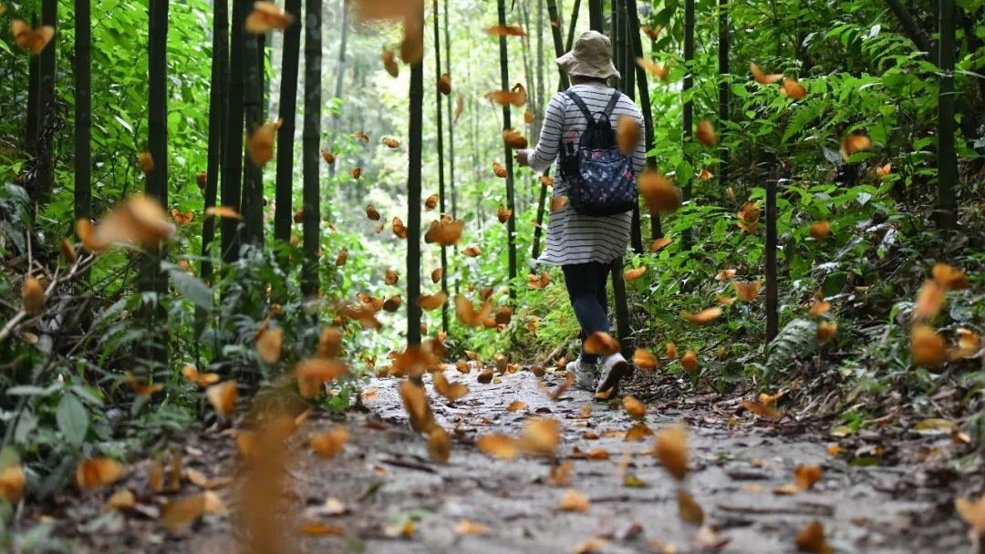 雲南紅河蝴蝶谷「蝴蝶大爆發」 本月將迎約1.5億隻幼蟲羽化成蝶 雲南紅河蝴蝶谷「蝴蝶大爆發」 本月將迎約1.5億隻幼蟲羽化成蝶