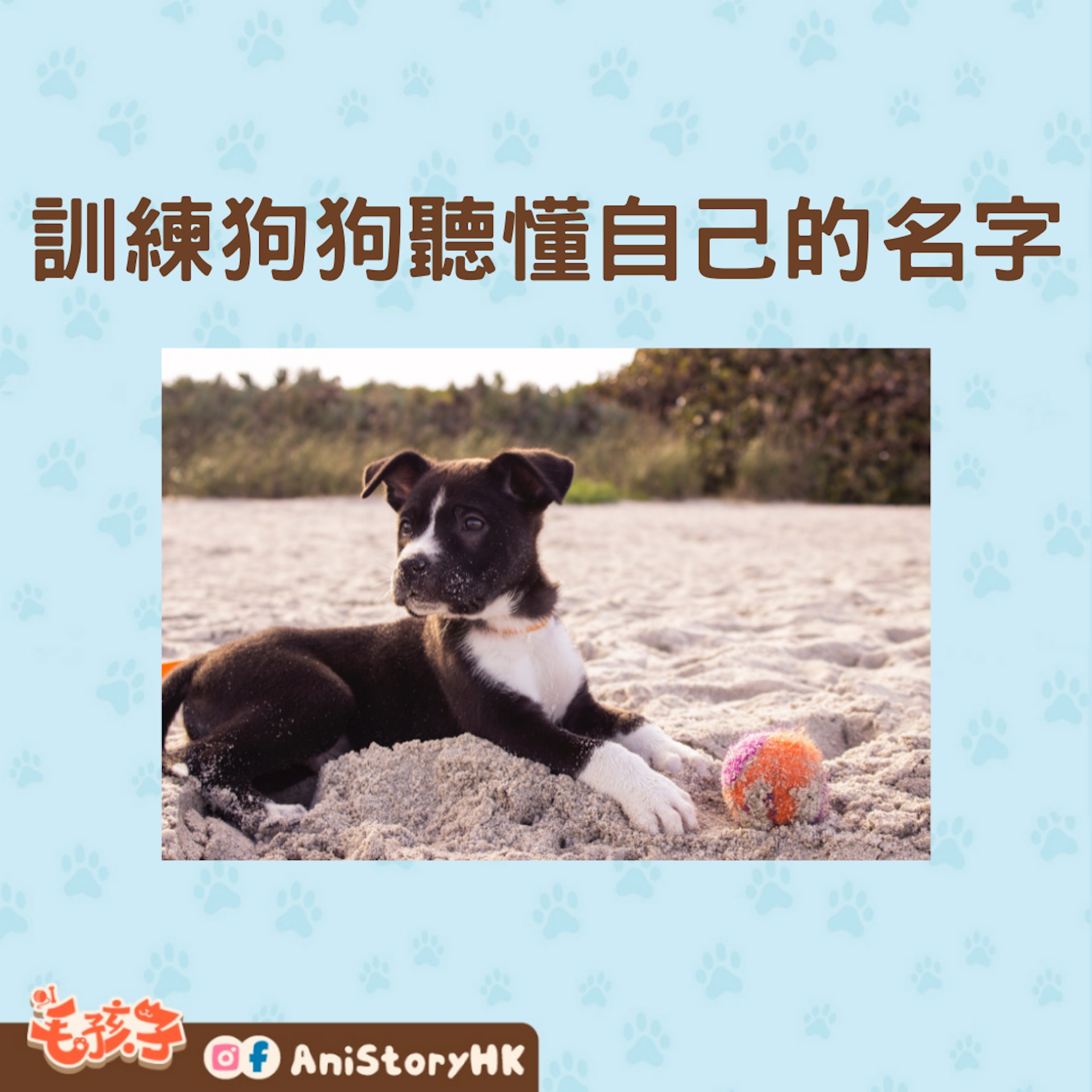 如何訓練狗狗能聽懂自己的名字?(01製圖,圖: Andrew Pons/unsplash) 如何訓練狗狗能聽懂自己的名字?(01製圖,圖: Andrew Pons/unsplash)