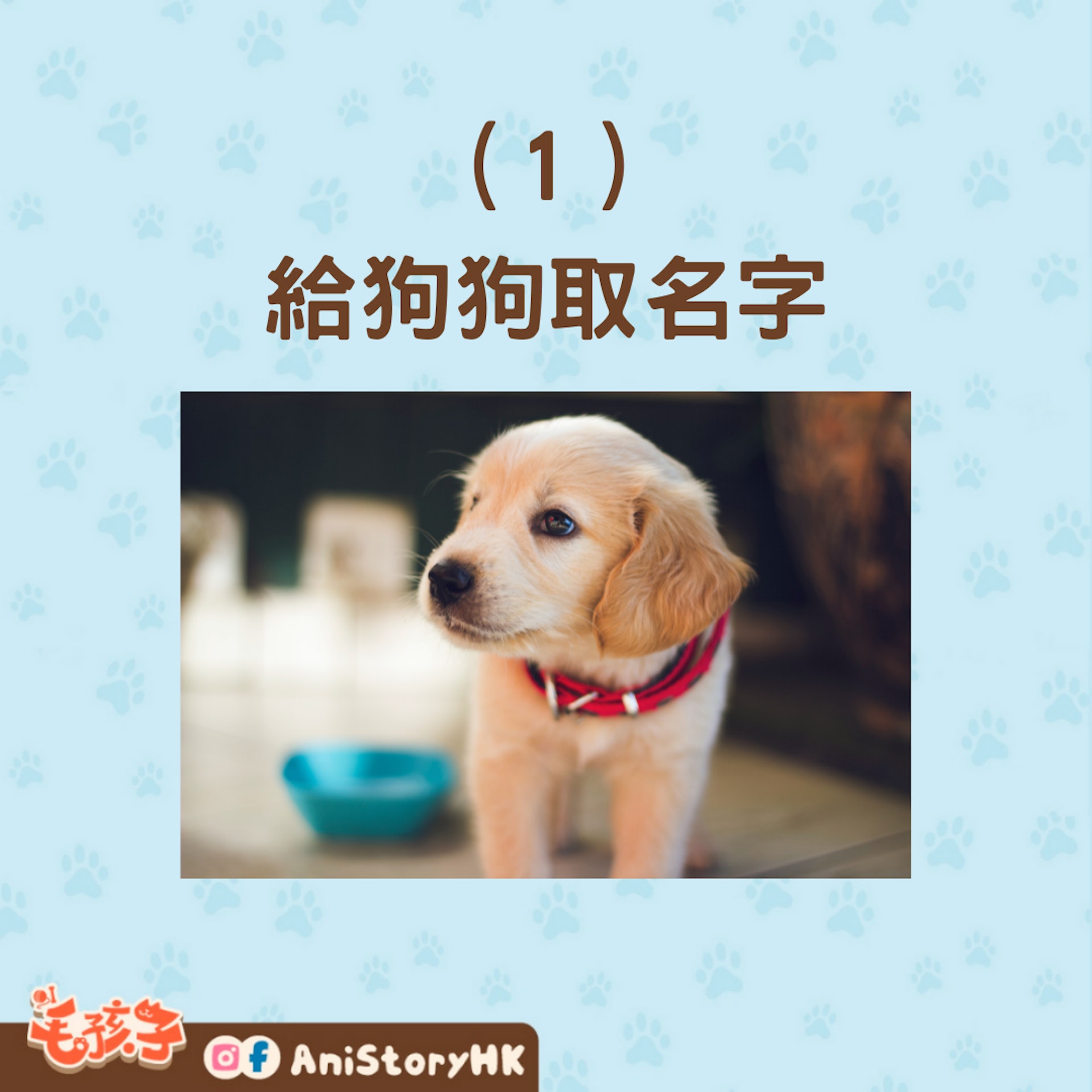 如何訓練狗狗聽懂自己名字 取名宜易發音訓練過程這行為勿做 如何訓練狗狗聽懂自己名字 取名宜易發音訓練過程這行為勿做