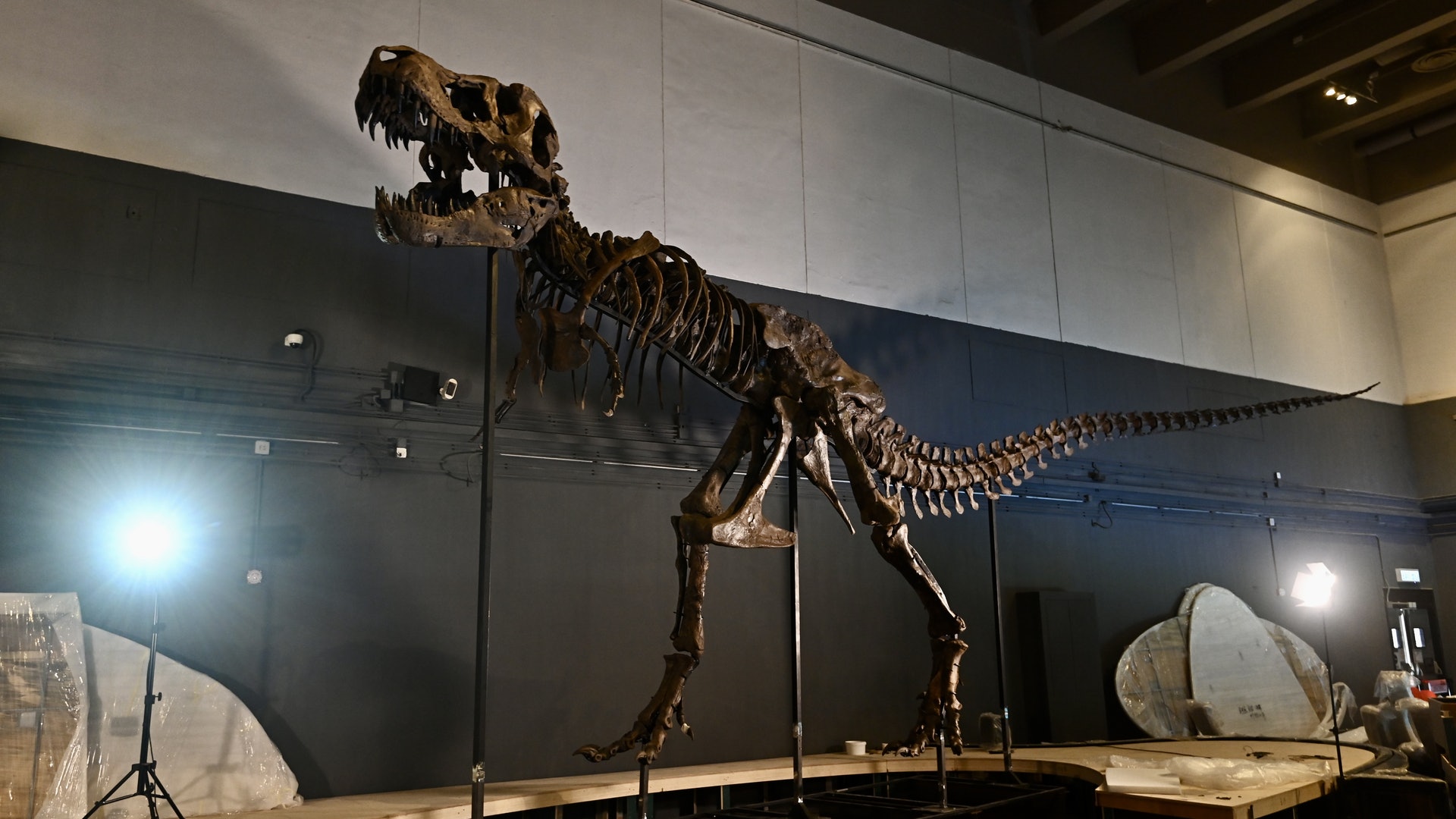 恐龍化石8組標本將於7 8在科學館展開包括三角龍 暴龍化石真品 恐龍化石8組標本將於7 8在科學館展開包括三角龍 暴龍化石真品