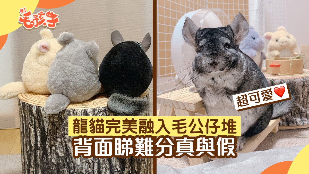 絨鼠完美融入毛公仔堆 化身成宮崎駿龍貓真實版 網民：難分真假
