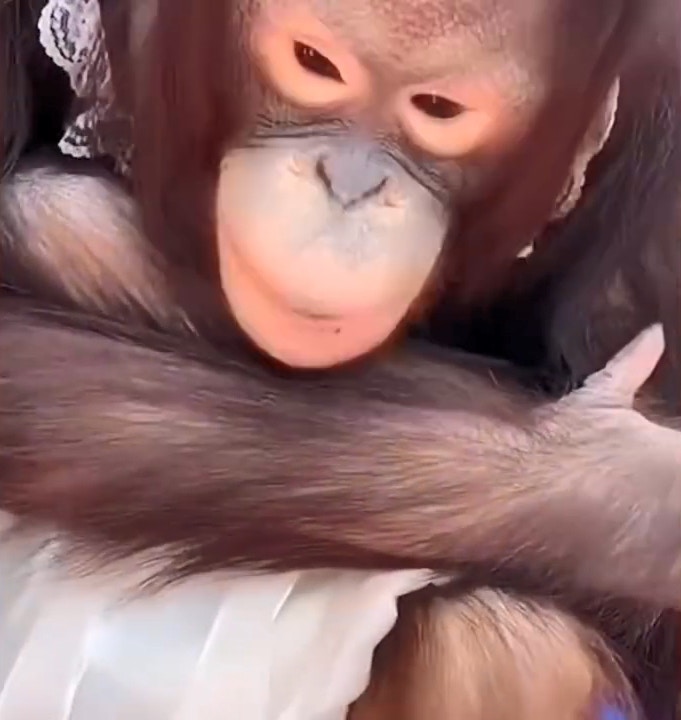 直播虐畜 動物園猩猩遭飼養員膝撞臉跌落地哀號逃跑園方咁講