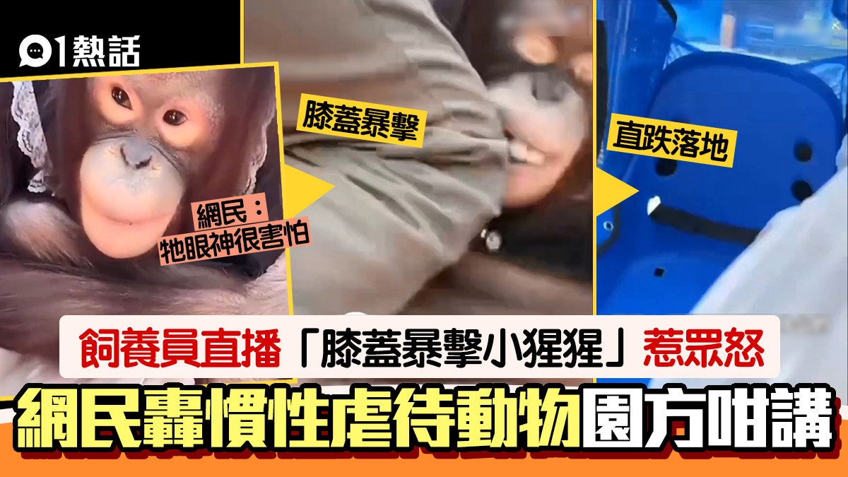 直播虐畜 動物園猩猩遭飼養員膝撞臉跌落地哀號逃跑園方咁講 直播虐畜 動物園猩猩遭飼養員膝撞臉跌落地哀號逃跑園方咁講