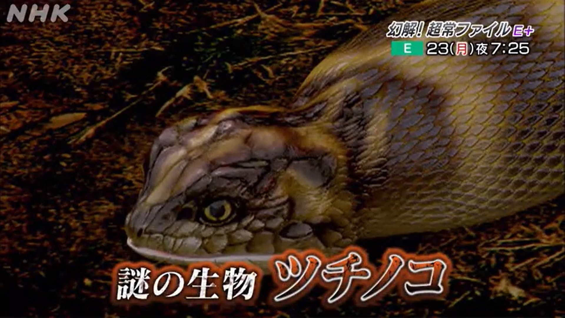 日本傳說級幻之生物 野槌蛇 最愛女人頭髮捉到有百萬円獎金