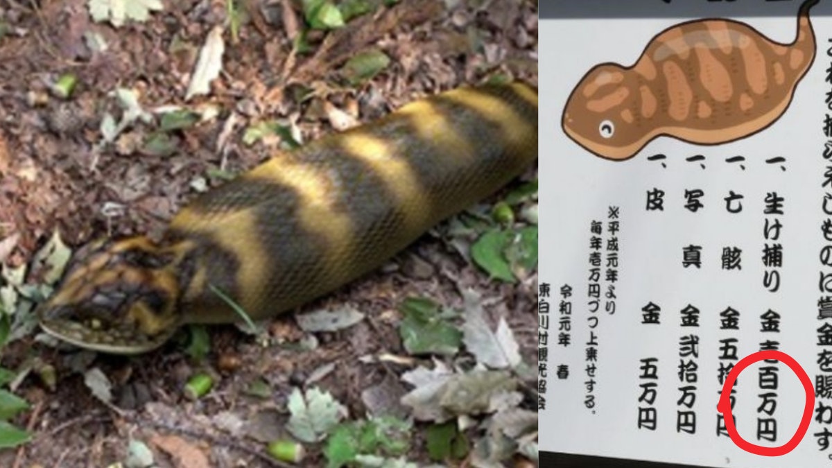 日本傳說級幻之生物 野槌蛇 最愛女人頭髮捉到有百萬円獎金 日本傳說級幻之生物 野槌蛇 最愛女人頭髮捉到有百萬円獎金