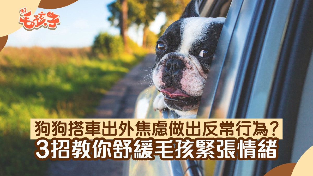 狗狗搭車感焦慮致反常行為2大情境下教你緩解毛孩的緊張情緒