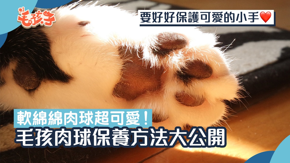 毛孩冷知識 貓狗肉球的3大功能及保養方法肉球有淡淡清香 毛孩冷知識 貓狗肉球的3大功能及保養方法肉球有淡淡清香