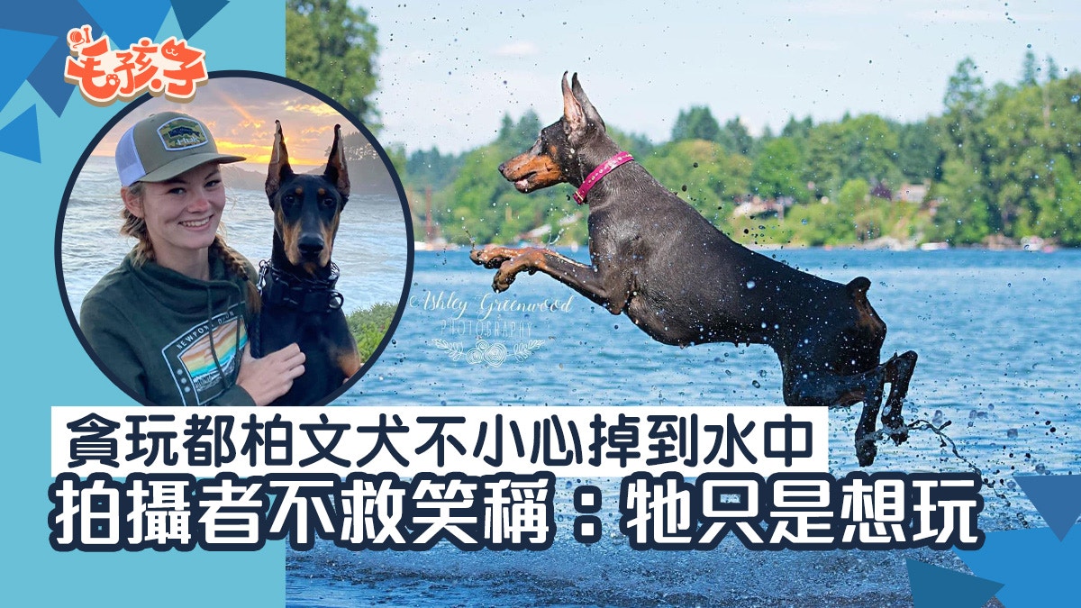 貪玩都柏文犬以輕快步伐墮進水裏　拍攝者不救笑稱：牠只是想玩