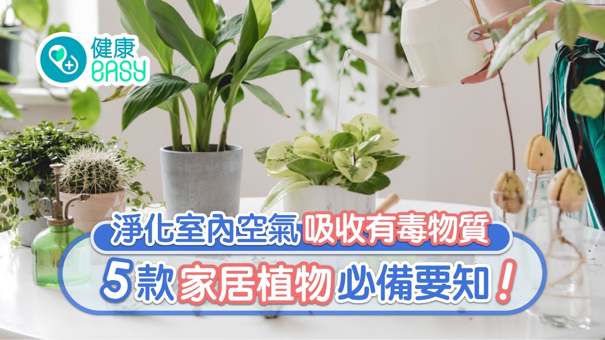 甲醛|家居空氣隨時二氧化碳超標 平價自製淨化器靠5款植物 甲醛|家居空氣隨時二氧化碳超標 平價自製淨化器靠5款植物