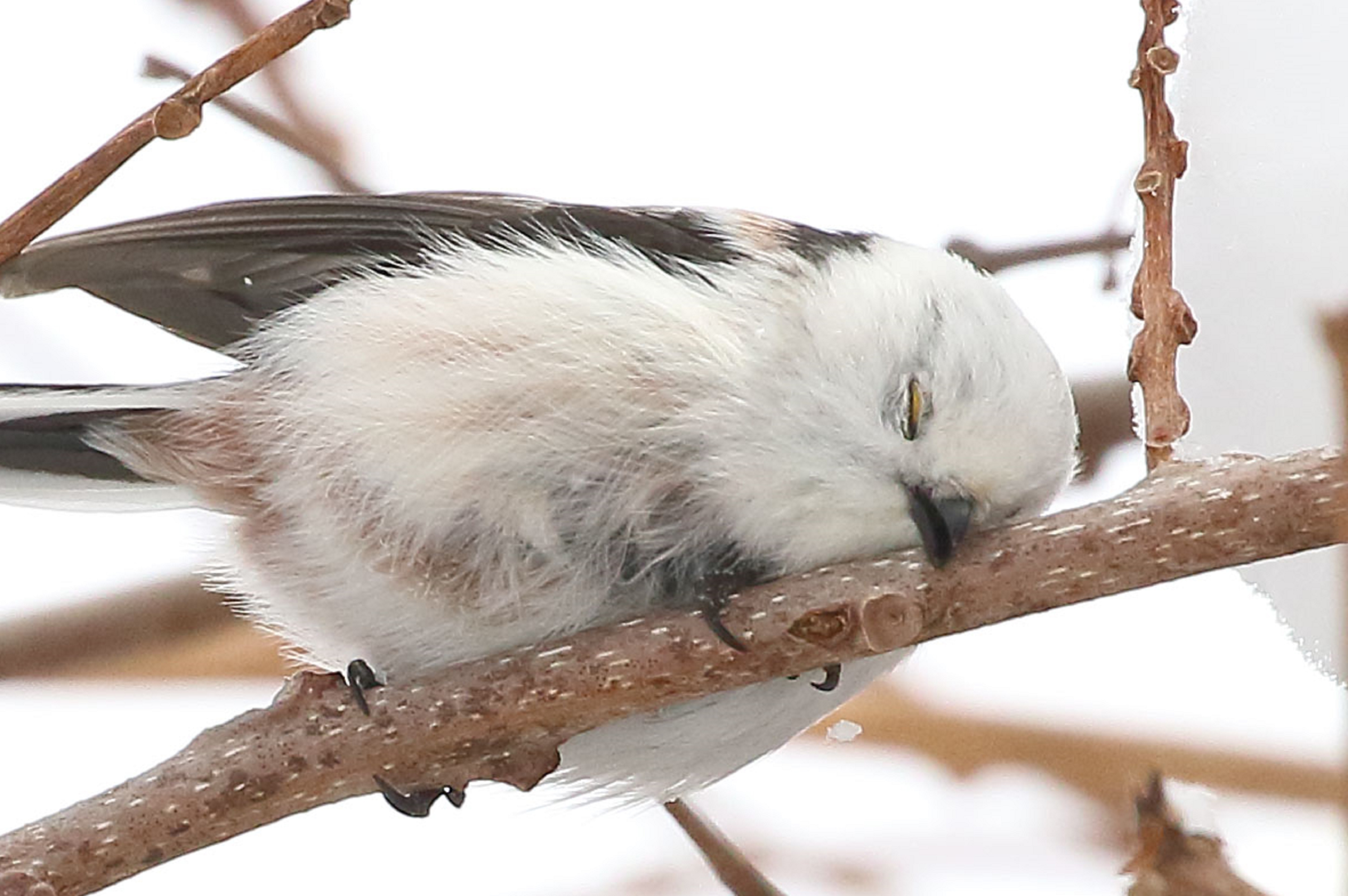 雪之妖精出沒 日本銀喉長尾山雀鳥睡姿萌爆 個性極團結極受歡迎