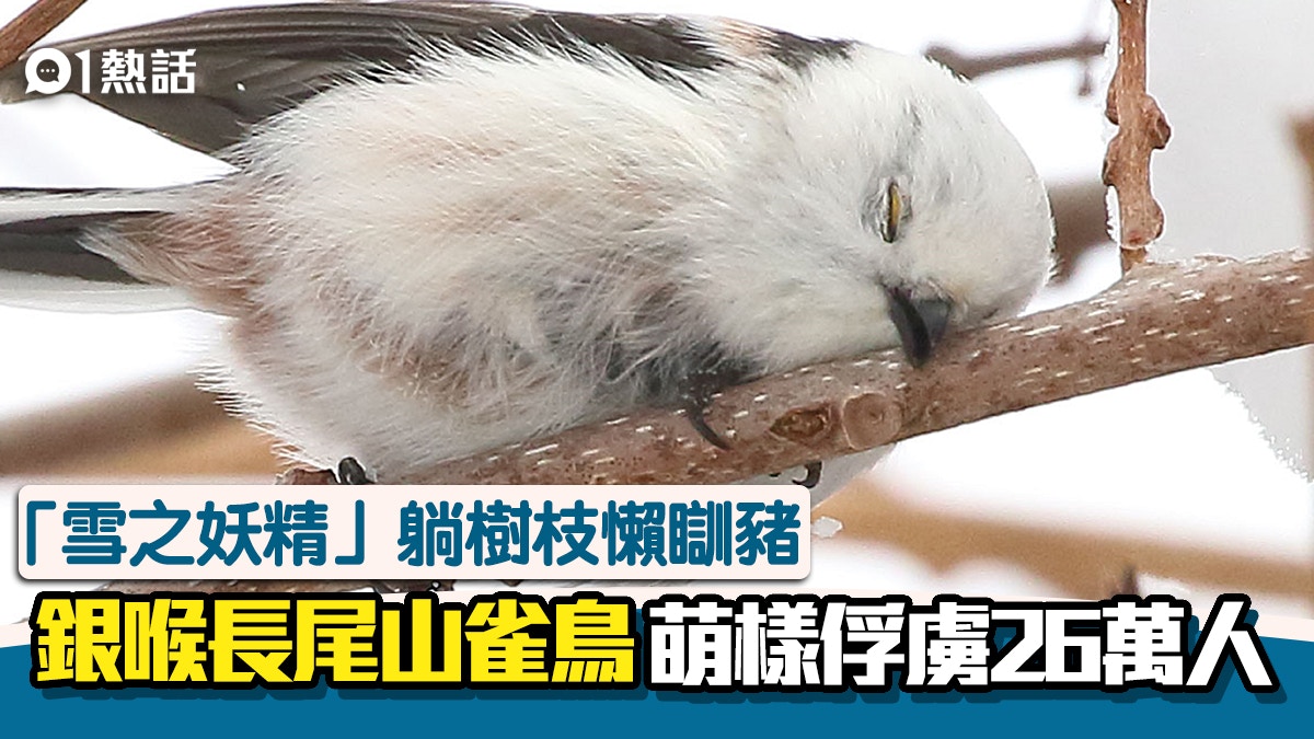 雪之妖精出沒 日本銀喉長尾山雀鳥睡姿萌爆 個性極團結極受歡迎