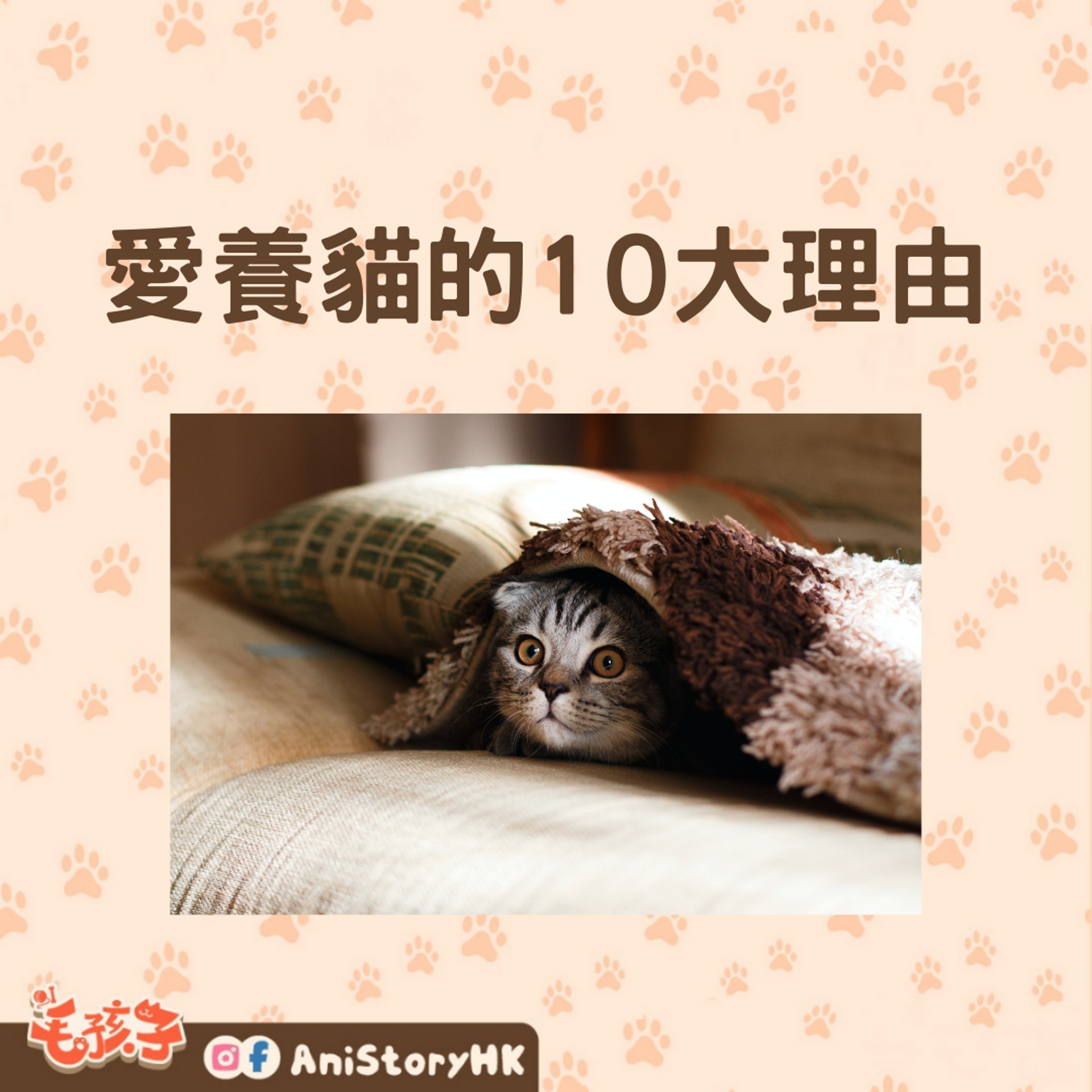愛養貓的十大理由(01製圖,圖: Mikhail Vasilyev/unsplash) 愛養貓的十大理由(01製圖,圖: Mikhail Vasilyev/unsplash)