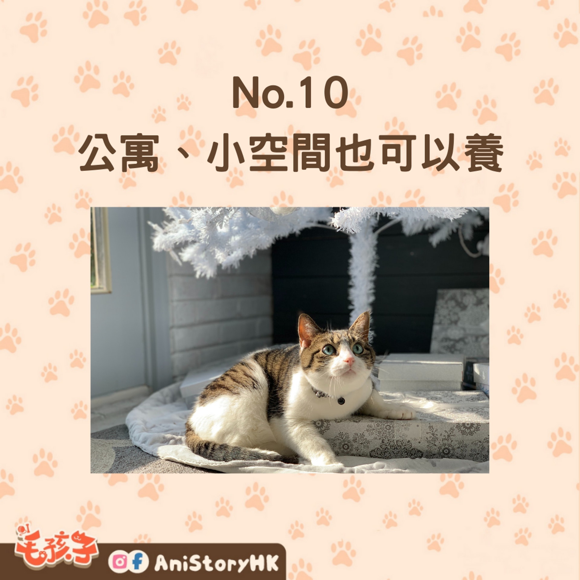 愛養貓的十大理由(01製圖,圖: Smitty/unsplash) 愛養貓的十大理由(01製圖,圖: Smitty/unsplash)