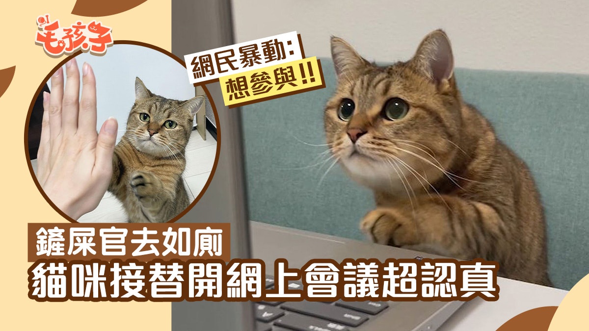 貓咪在鏟屎官如廁時接替開網上會議 超認真表情網民暴動:想參與 貓咪在鏟屎官如廁時接替開網上會議 超認真表情網民暴動:想參與