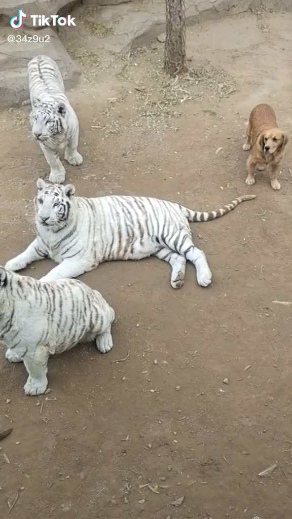影片中， 一隻金毛尋回犬在一堆老虎中。（tiktok@34z9u2）