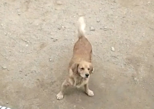 這次的主角，是這隻金毛尋回犬。（tiktok@34z9u2）