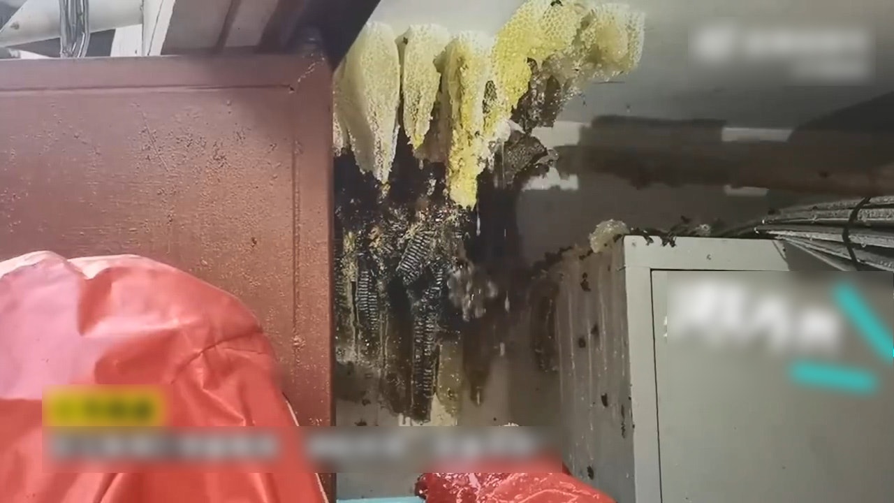 民居的車庫角落有個巨型蜂巢,消防要用棍敲破拆除。(微博影片截圖) 民居的車庫角落有個巨型蜂巢,消防要用棍敲破拆除。(微博影片截圖)