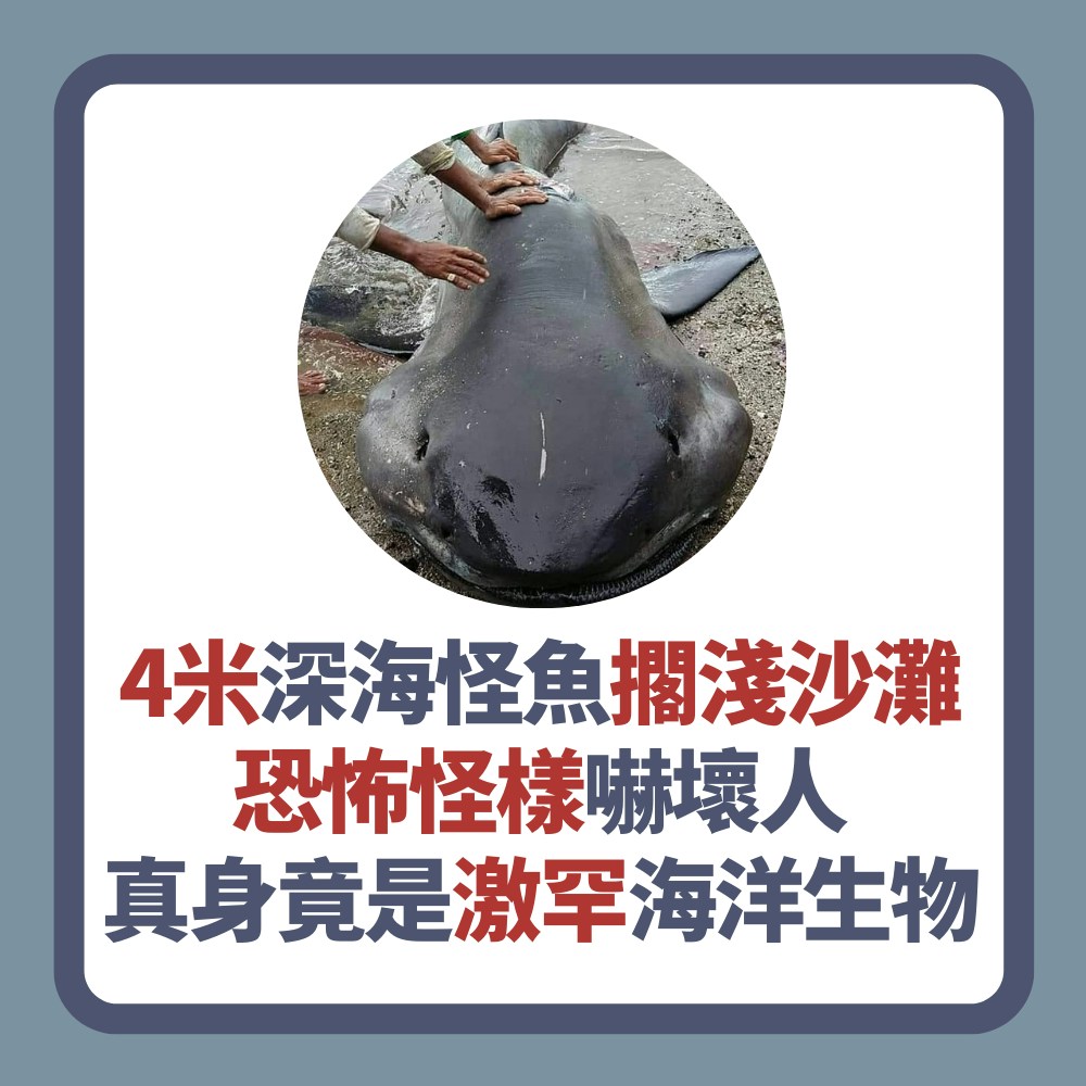 巨口鯊｜4米深海怪魚擱淺沙灘巨嘴嚇窒人真身竟是激罕海洋生物