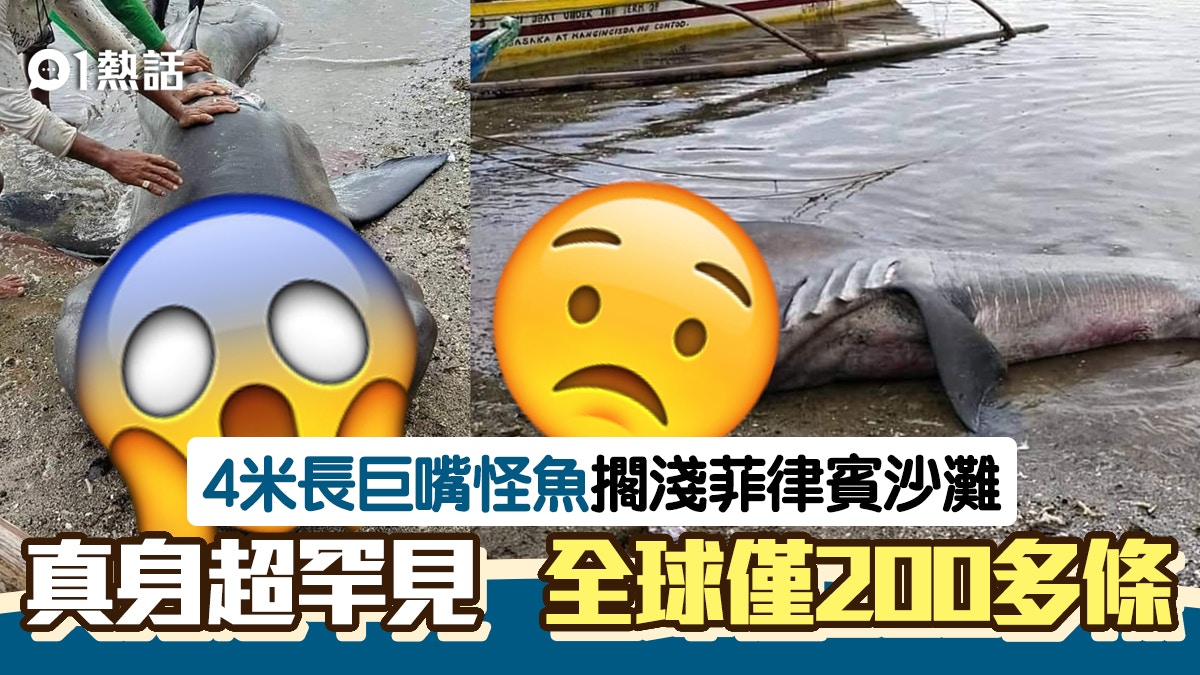 巨口鯊 4米深海怪魚擱淺沙灘巨嘴嚇窒人真身竟是激罕海洋生物