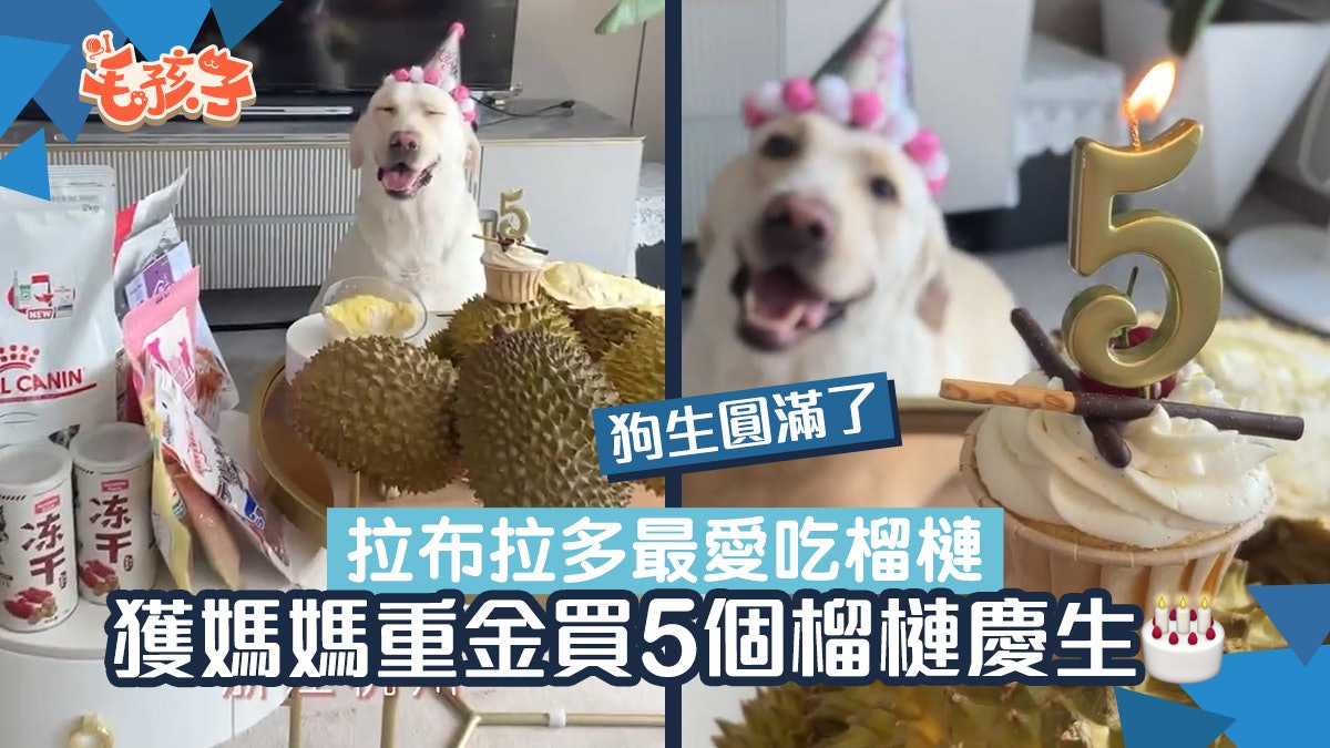 拉布拉多犬5歲生日 媽砸重金買榴槤慶生 網民羨慕:狗生圓滿了 拉布拉多犬5歲生日 媽砸重金買榴槤慶生 網民羨慕:狗生圓滿了