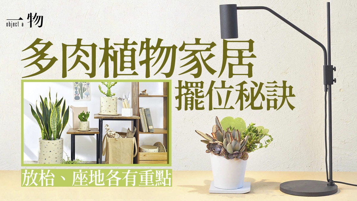 5款居家盆栽推薦多肉植物嬌小超治癒 虎尾蘭如空氣清新機必收