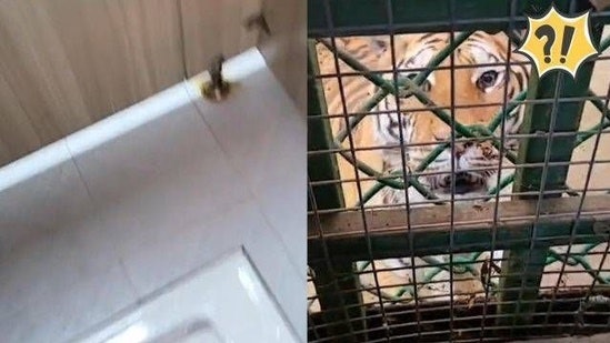 如廁要被「虎視眈眈」?河南特色公廁與老虎共存 遊客青睞感刺激 如廁要被「虎視眈眈」?河南特色公廁與老虎共存 遊客青睞感刺激