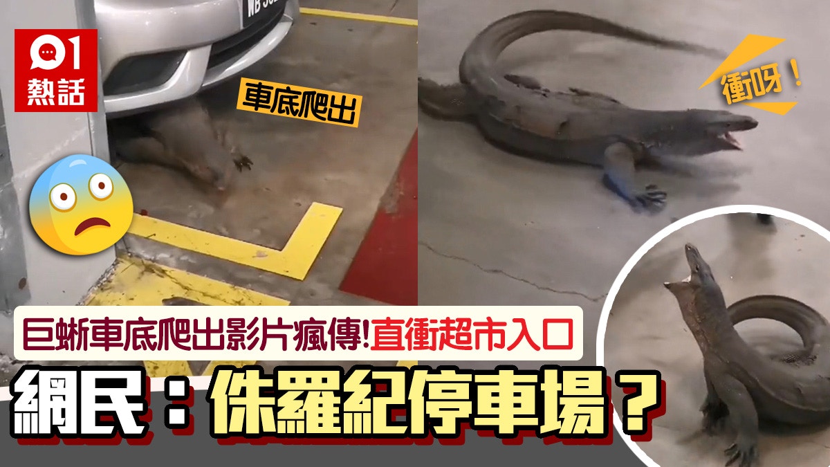 巨蜥大暴走！闖停車場亂竄4消防員合力制服　影片瘋傳網民嘆可憐