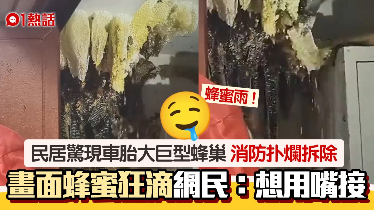 甜蜜誘惑!民居驚現超巨蜂巢 消防一拆「甜到漏」 網民:好想吃 甜蜜誘惑!民居驚現超巨蜂巢 消防一拆「甜到漏」 網民:好想吃