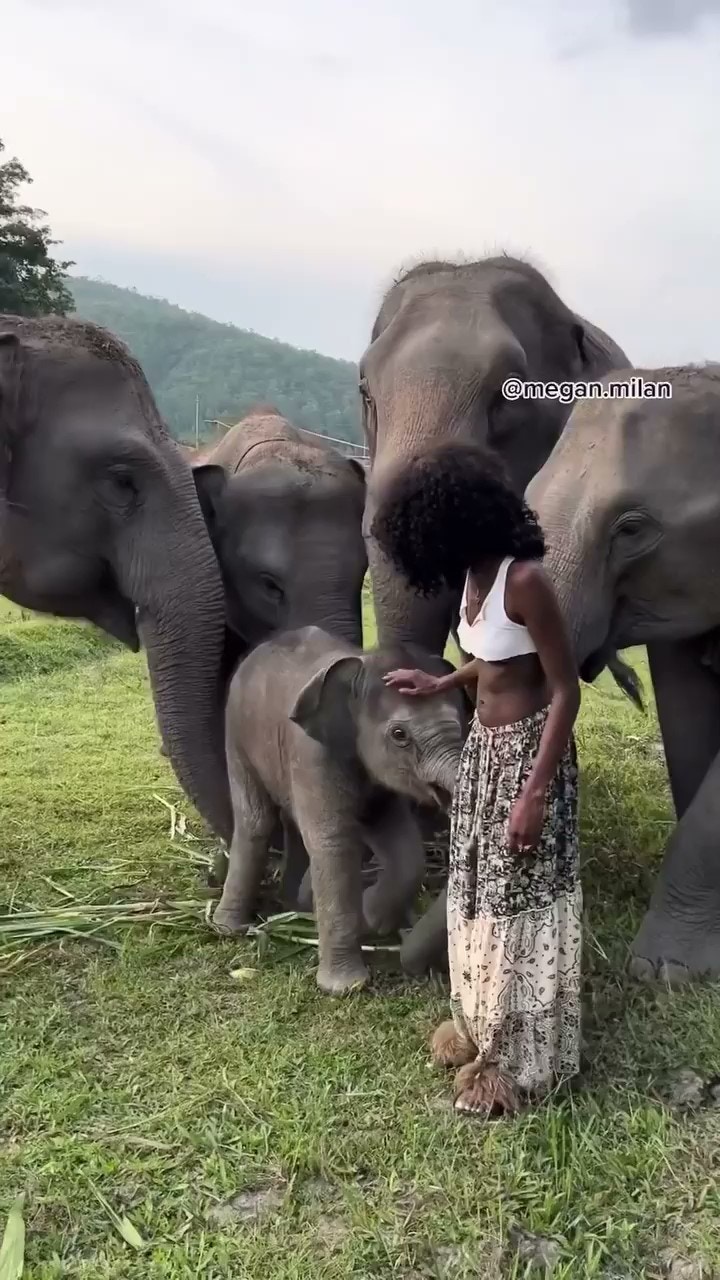 小象扯脫裙子一刻（instagram@megan.milan截圖）