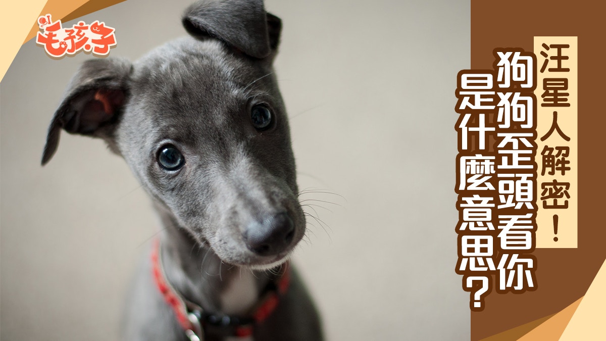 狗狗冷知識｜汪星人歪頭看你是裝傻還是賣萌？　研究結果竟是這樣