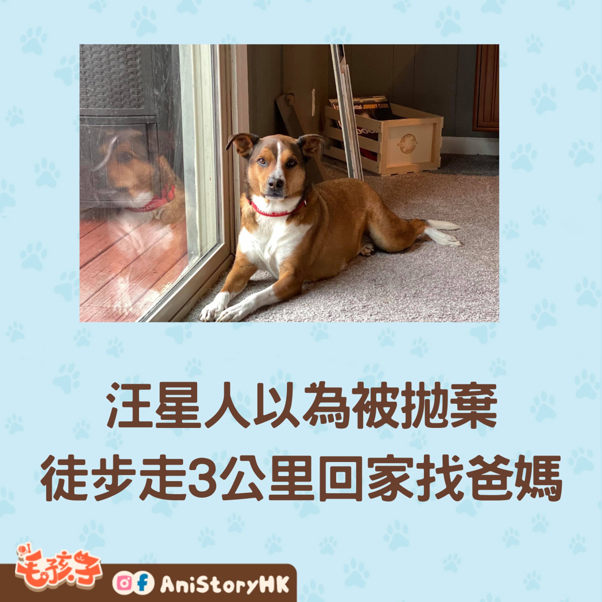 誤會大了!汪星人Dexter以為爸媽不要牠了!趁寵物旅館職員不留意時,自己偷偷走了回家!(facebook@jeremy.henson) 誤會大了!汪星人Dexter以為爸媽不要牠了!趁寵物旅館職員不留意時,自己偷偷走了回家!(facebook@jeremy.henson)