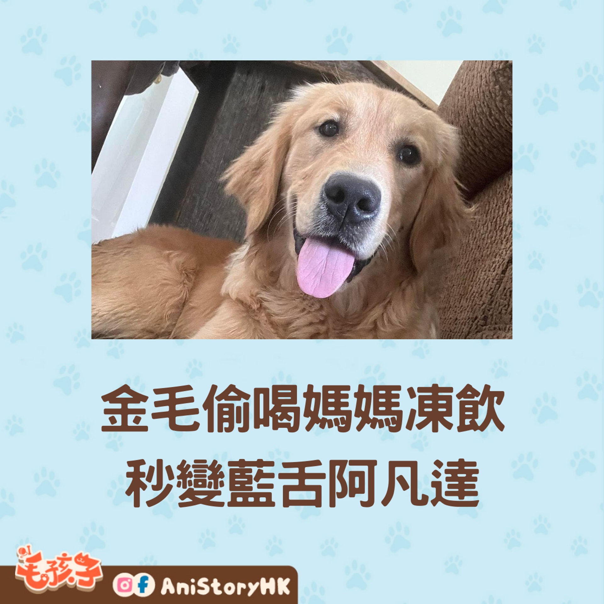 金毛就是兇手!舌頭完全出賣了牠!(facebook@Rhonda Meeks Jones) 金毛就是兇手!舌頭完全出賣了牠!(facebook@Rhonda Meeks Jones)