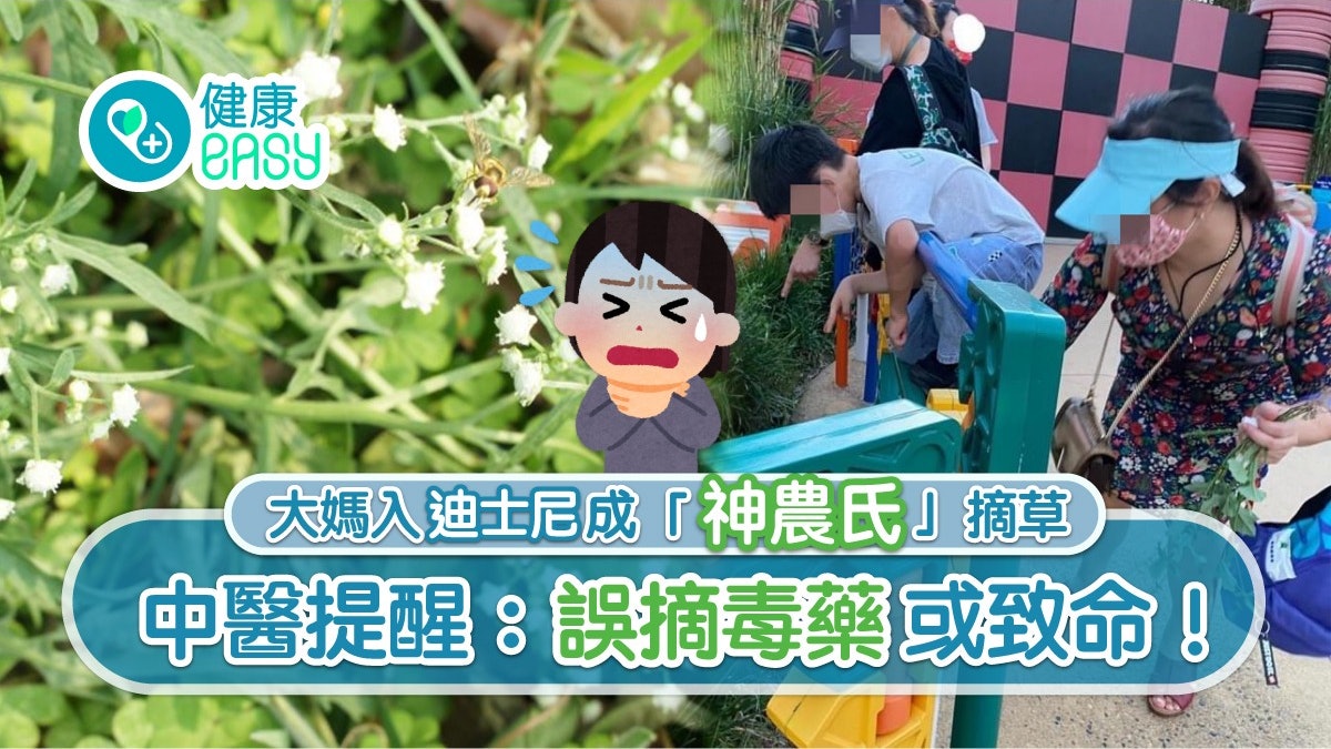 迪士尼大媽摘草當中藥中醫拆解亂摘進食後果 4大毒草有邊啲 迪士尼大媽摘草當中藥中醫拆解亂摘進食後果 4大毒草有邊啲