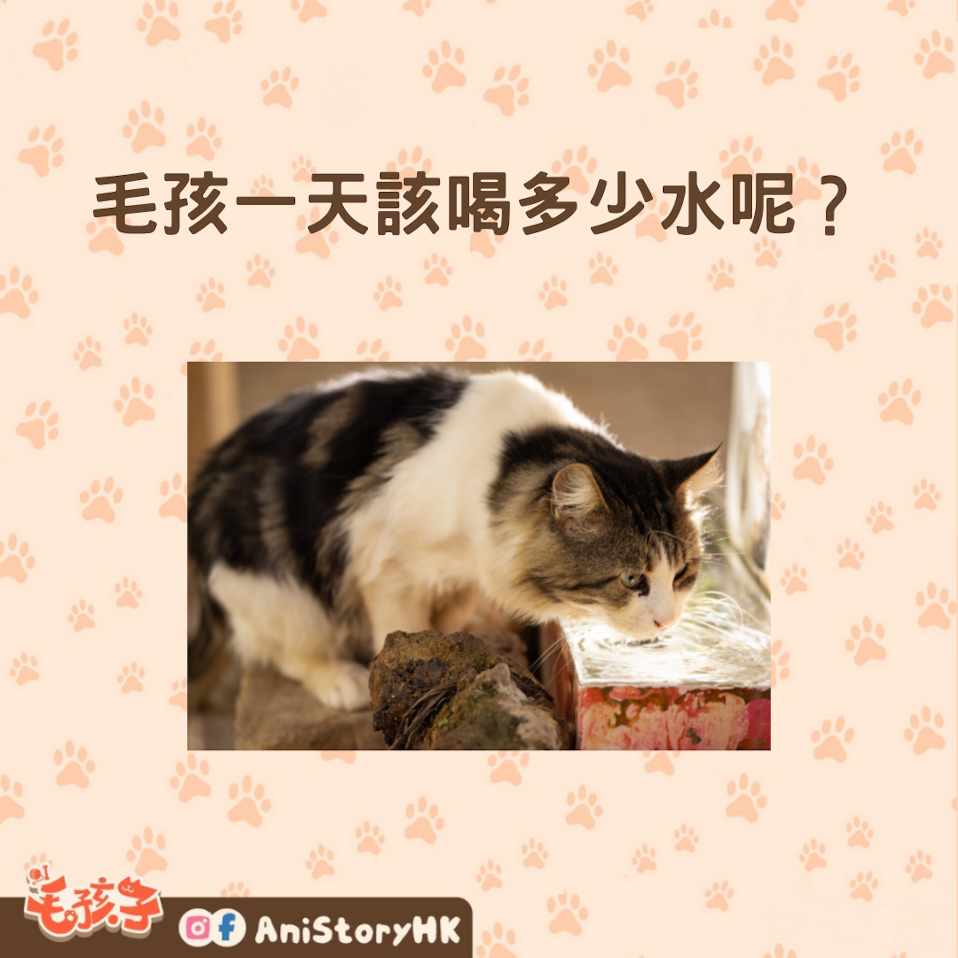 貓不愛喝水怎麼辦?(01製圖,圖: engin akyurt/unsplash) 貓不愛喝水怎麼辦?(01製圖,圖: engin akyurt/unsplash)