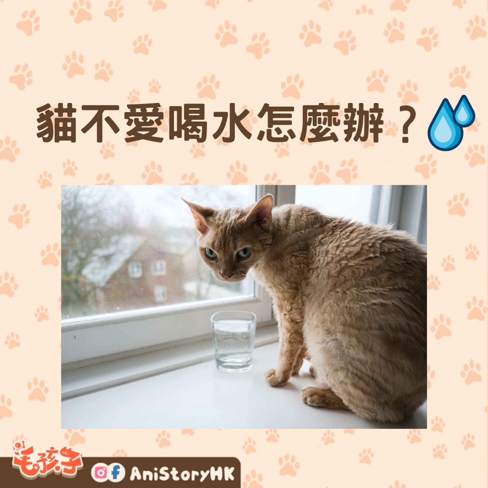 貓不愛喝水怎麼辦?(01製圖,圖: Külli Kittus/unsplash) 貓不愛喝水怎麼辦?(01製圖,圖: Külli Kittus/unsplash)