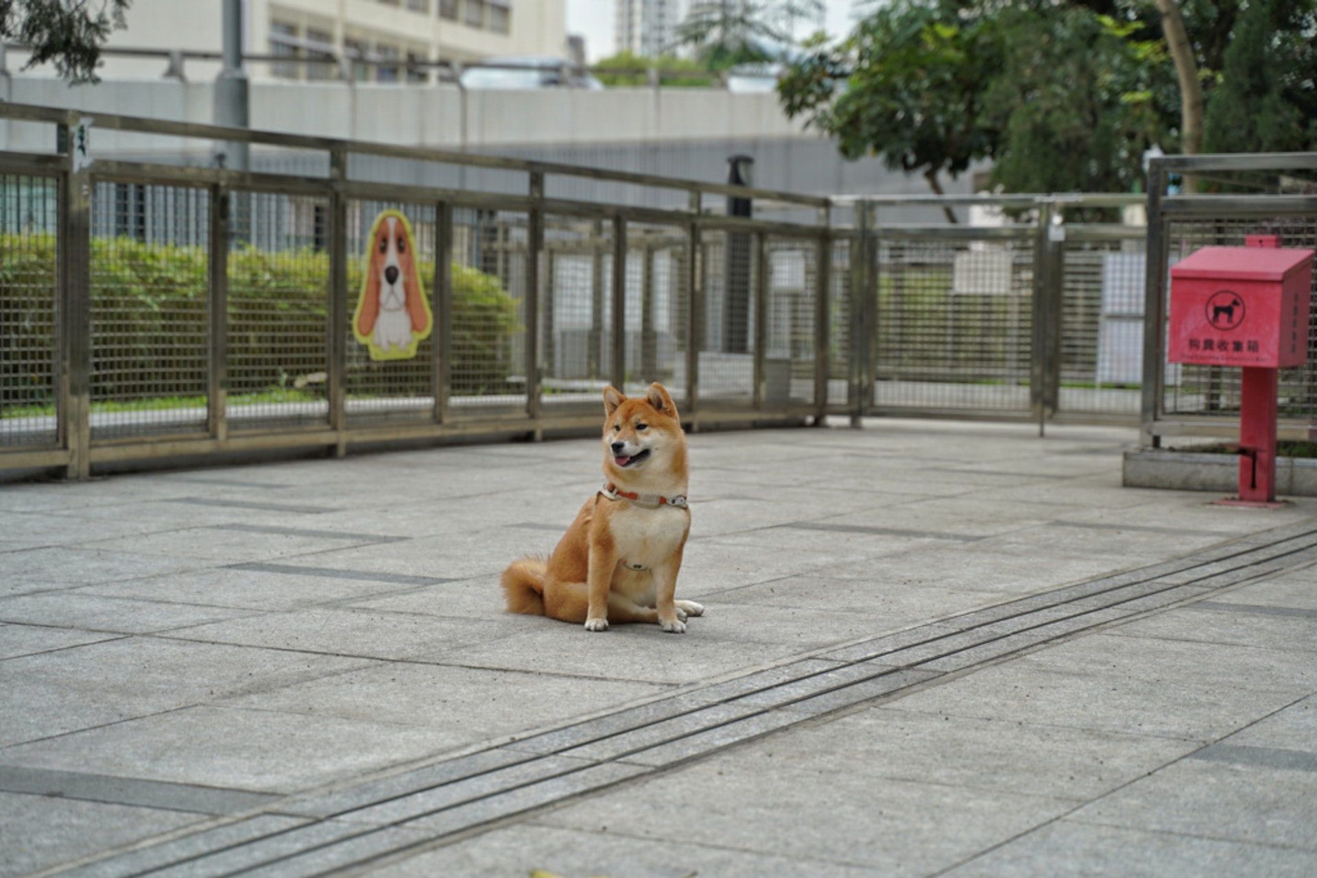 康樂及文化事務署宣布,將於7月1日增設12個「寵物共享公園」。(資料圖片/余睿菁攝) 康樂及文化事務署宣布,將於7月1日增設12個「寵物共享公園」。(資料圖片/余睿菁攝)