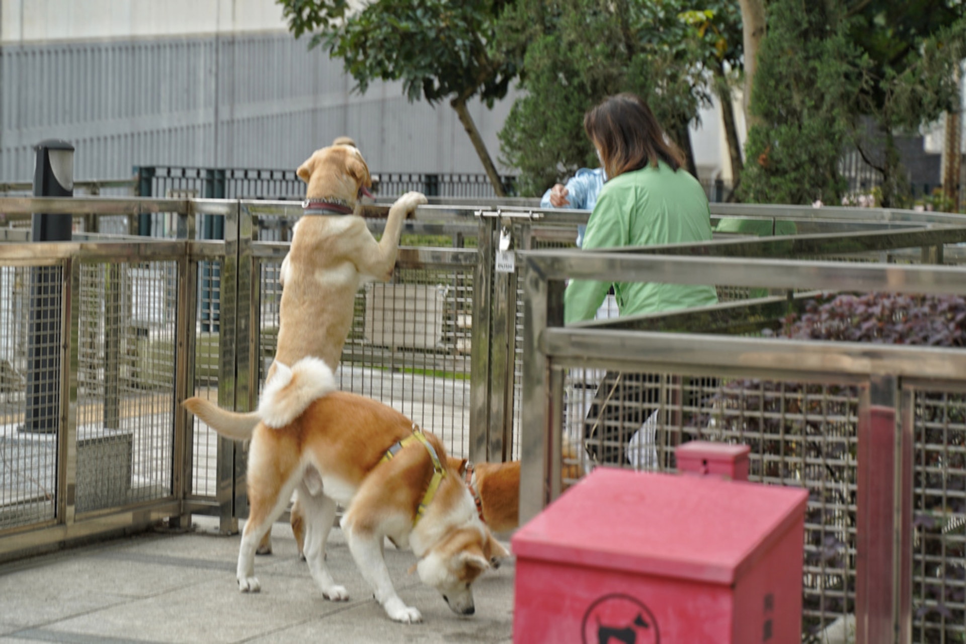 康樂及文化事務署宣布,將於7月1日增設12個「寵物共享公園」。(資料圖片/余睿菁攝) 康樂及文化事務署宣布,將於7月1日增設12個「寵物共享公園」。(資料圖片/余睿菁攝)