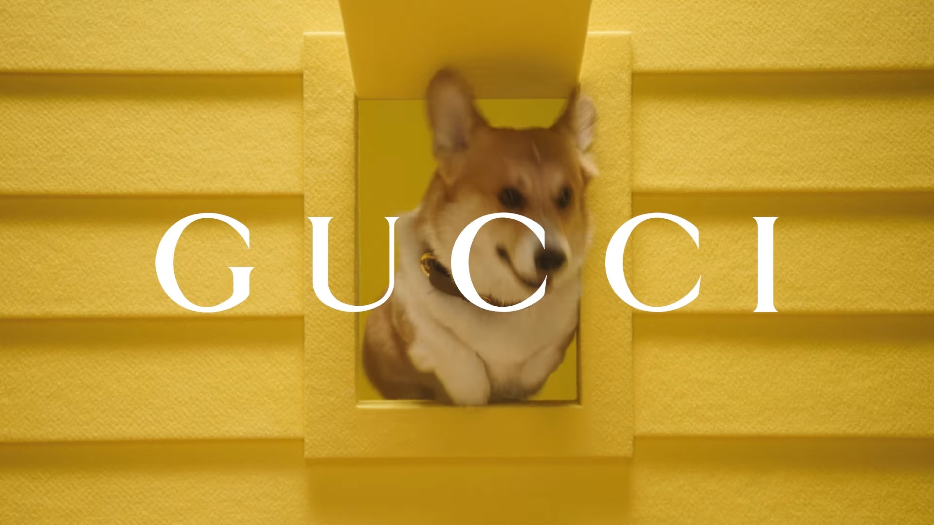 Gucci最新寵物系列品牌袋子 項圈貴氣與時尚並重 Gucci最新寵物系列品牌袋子 項圈貴氣與時尚並重