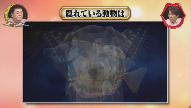 你第一眼看見什麼動物 三秒揭穿連你自己都不知道的內心世界