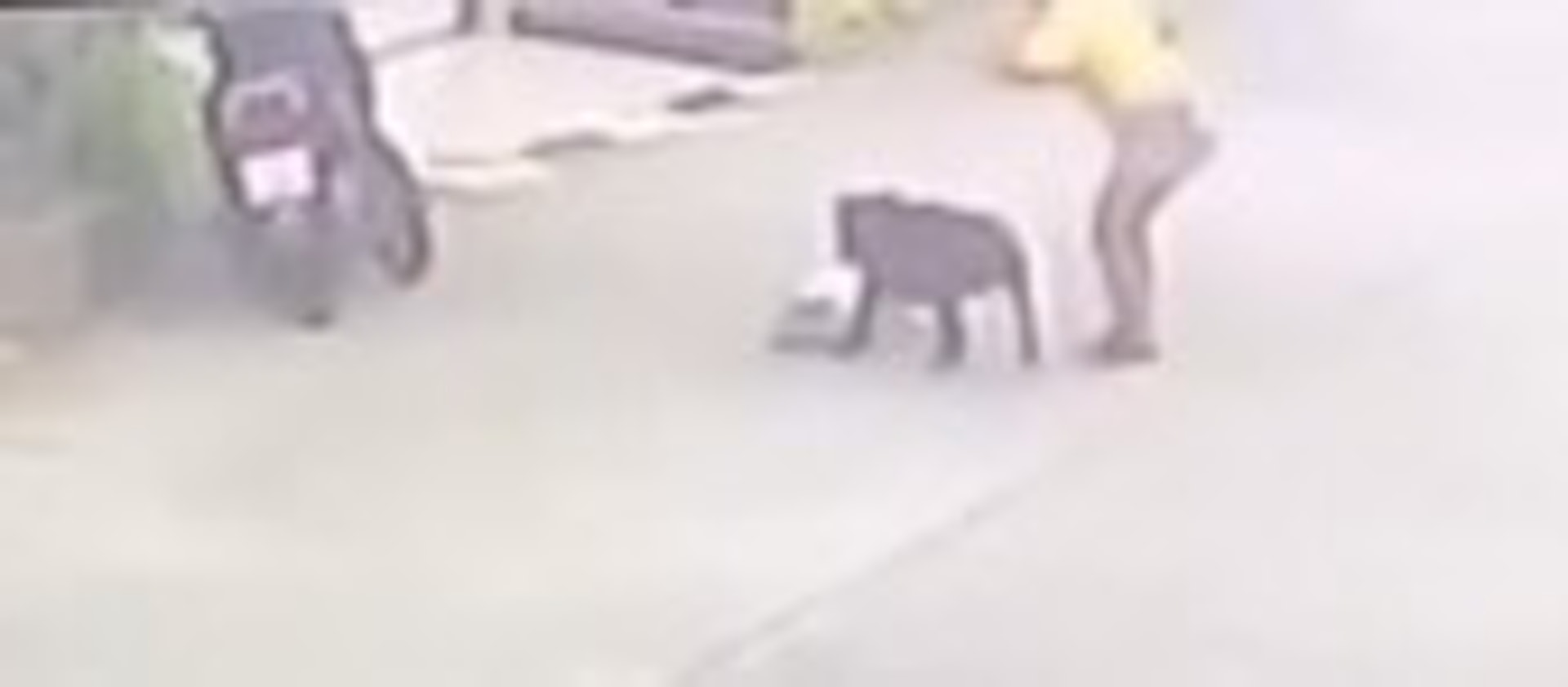 泰國1名2歲幼童在保母和4歲的哥哥陪伴下在住所附近散步,其間被1隻超過70公斤重的比特犬攻擊,瘋狂噬咬超過5分鐘。(影片截圖) 泰國1名2歲幼童在保母和4歲的哥哥陪伴下在住所附近散步,其間被1隻超過70公斤重的比特犬攻擊,瘋狂噬咬超過5分鐘。(影片截圖)