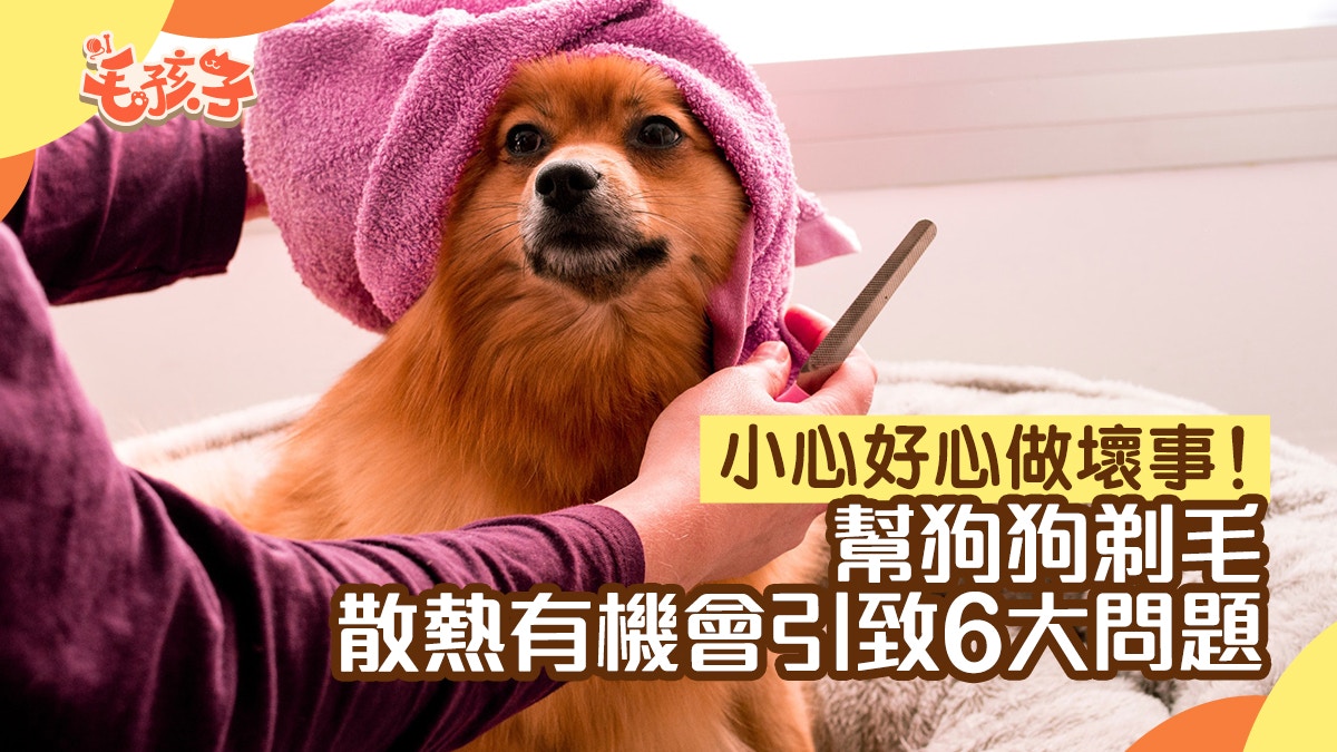 夏天幫狗狗剃毛散熱反而導致6大問題　修剪毛髮到這長度最合適